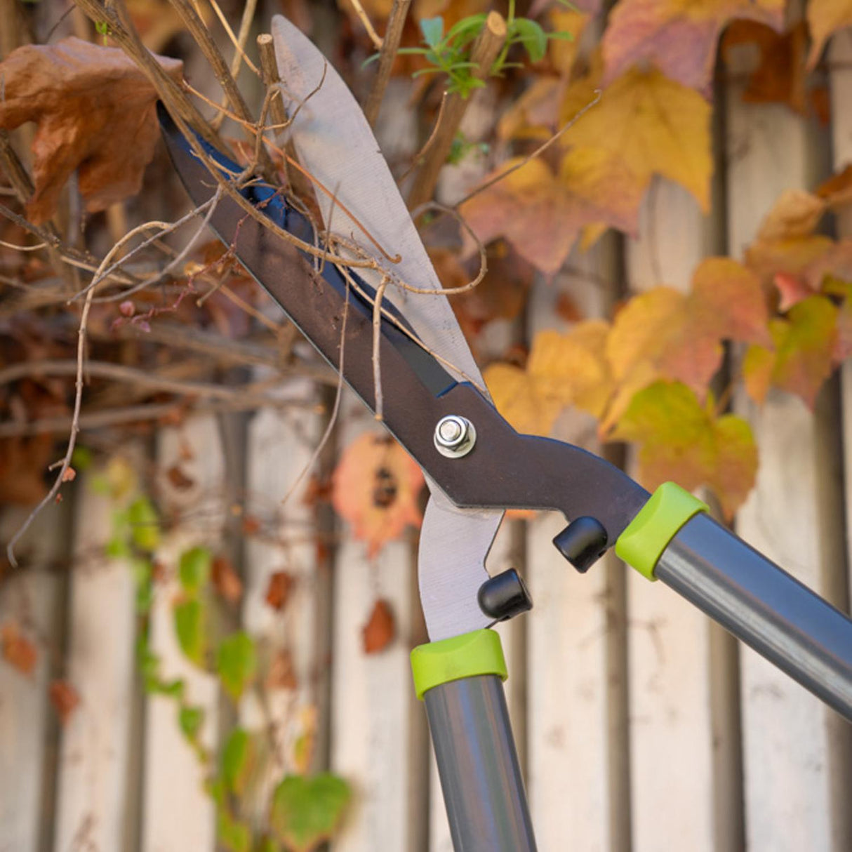 jpg_1500x1500_64357058