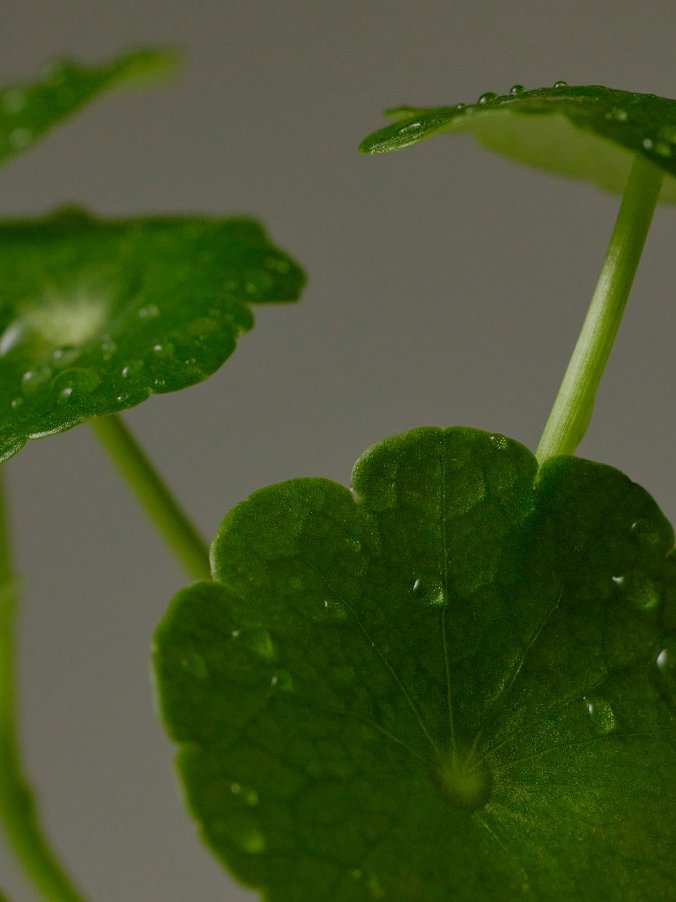 Hojas de Centella Asiatica coreana con rocio
