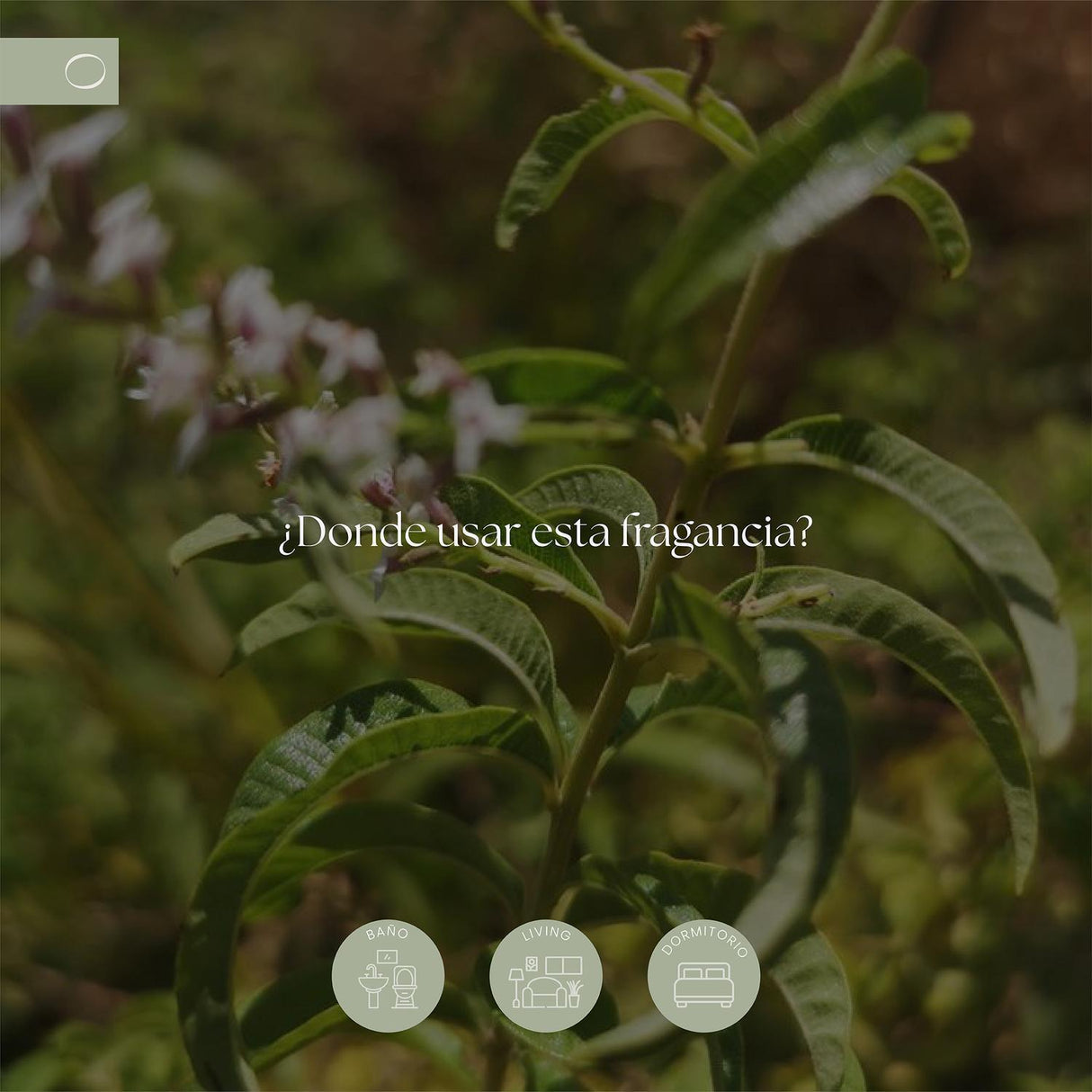 jpg_1500x1500_68977801