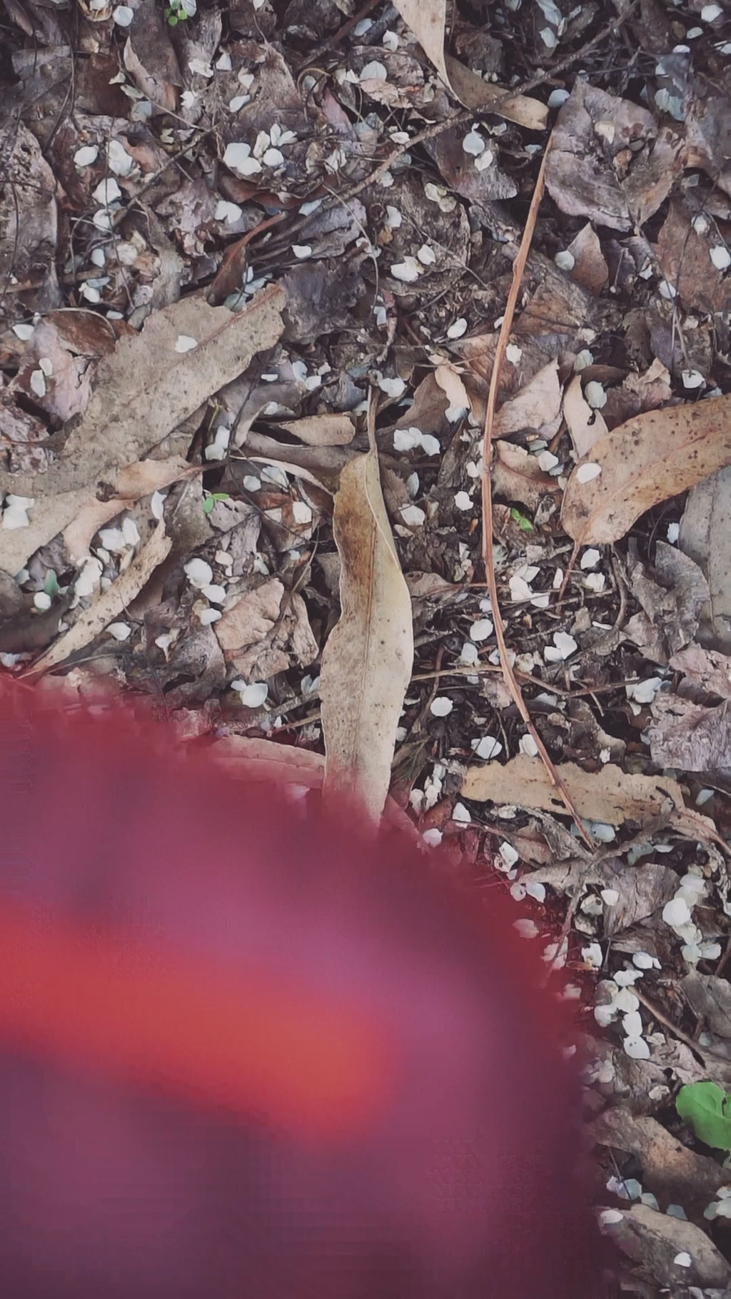 Reel Bananos Outdoor_RD.mp4