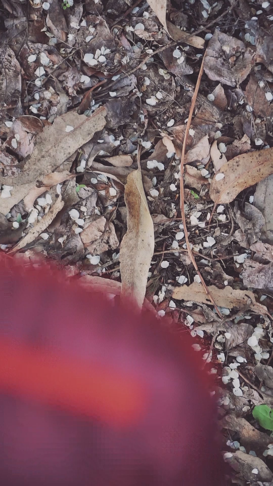 Reel Bananos Outdoor_RD.mp4