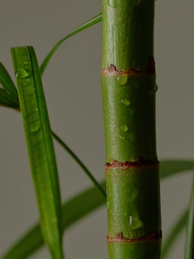 Tallo de bambu coreano de Damyang